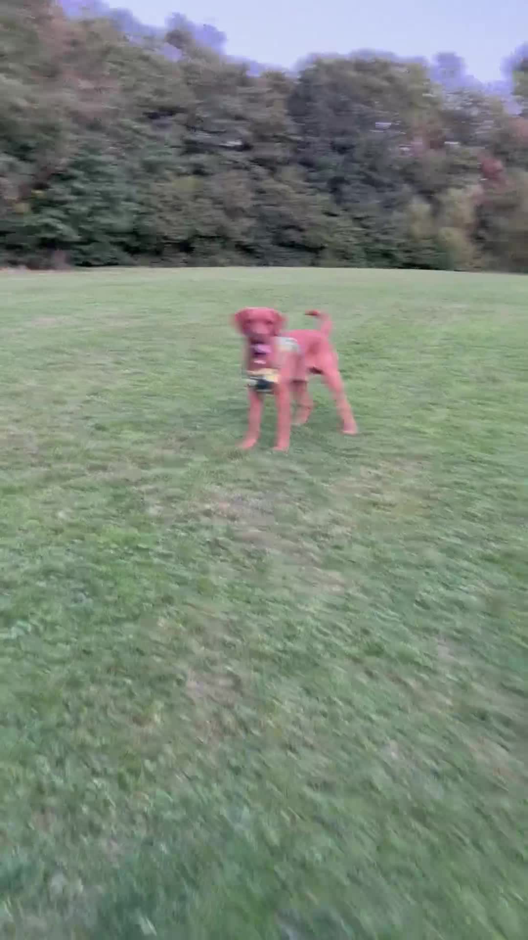 Labrador Retriever dogs for sale: Mr Ronnie the Red Fox Lab - Video 2