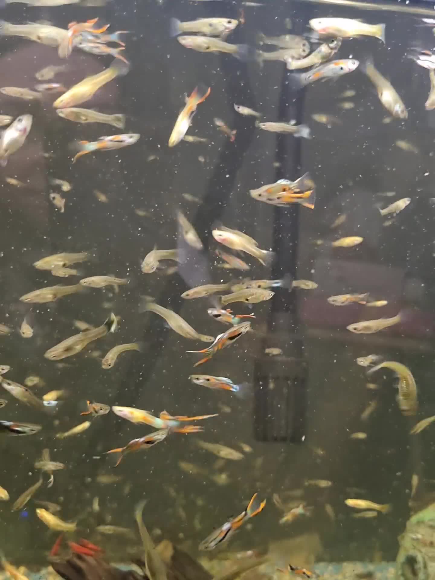 Plecos fish for sale: Plecos and guppies  - Video 3