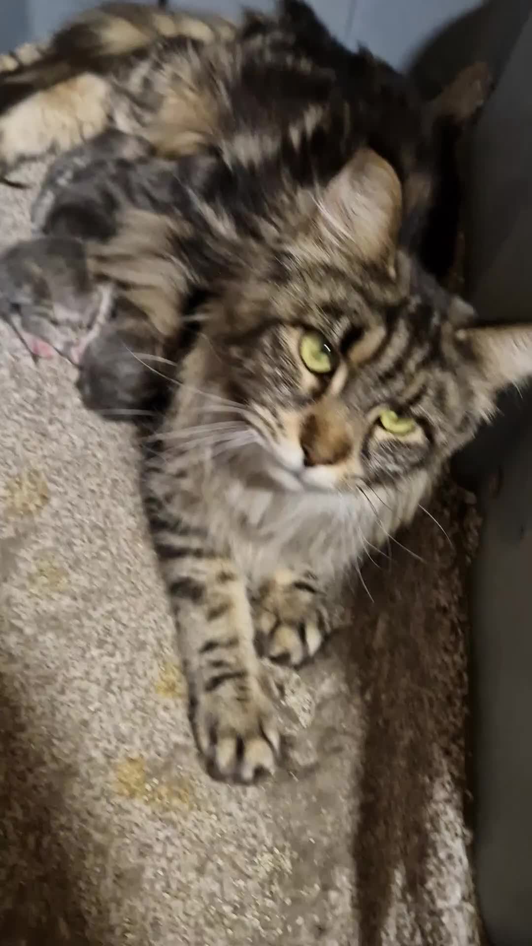 Maine Coon cats for sale: TICA REGISTERED FEMALE AVAILABLE  - Video 1