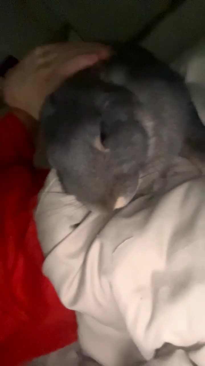 French Lop rabbits for sale: Lovely bunny for rehoming.  - Video 1