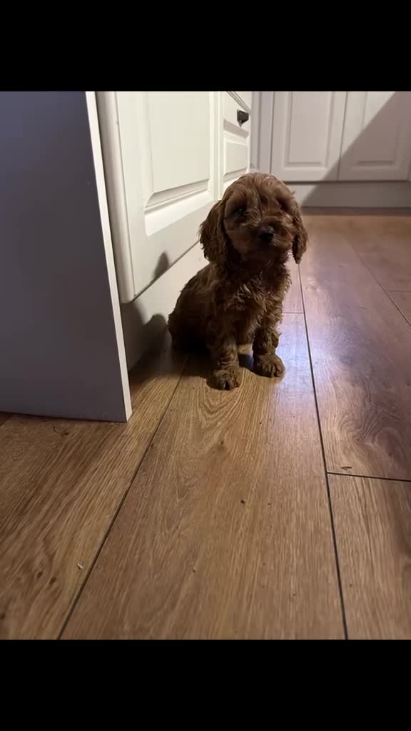 Cockapoo dogs for stud: Bear – DNA Tested Cockapoo Stud (Poodle-Dominant) - Video 3