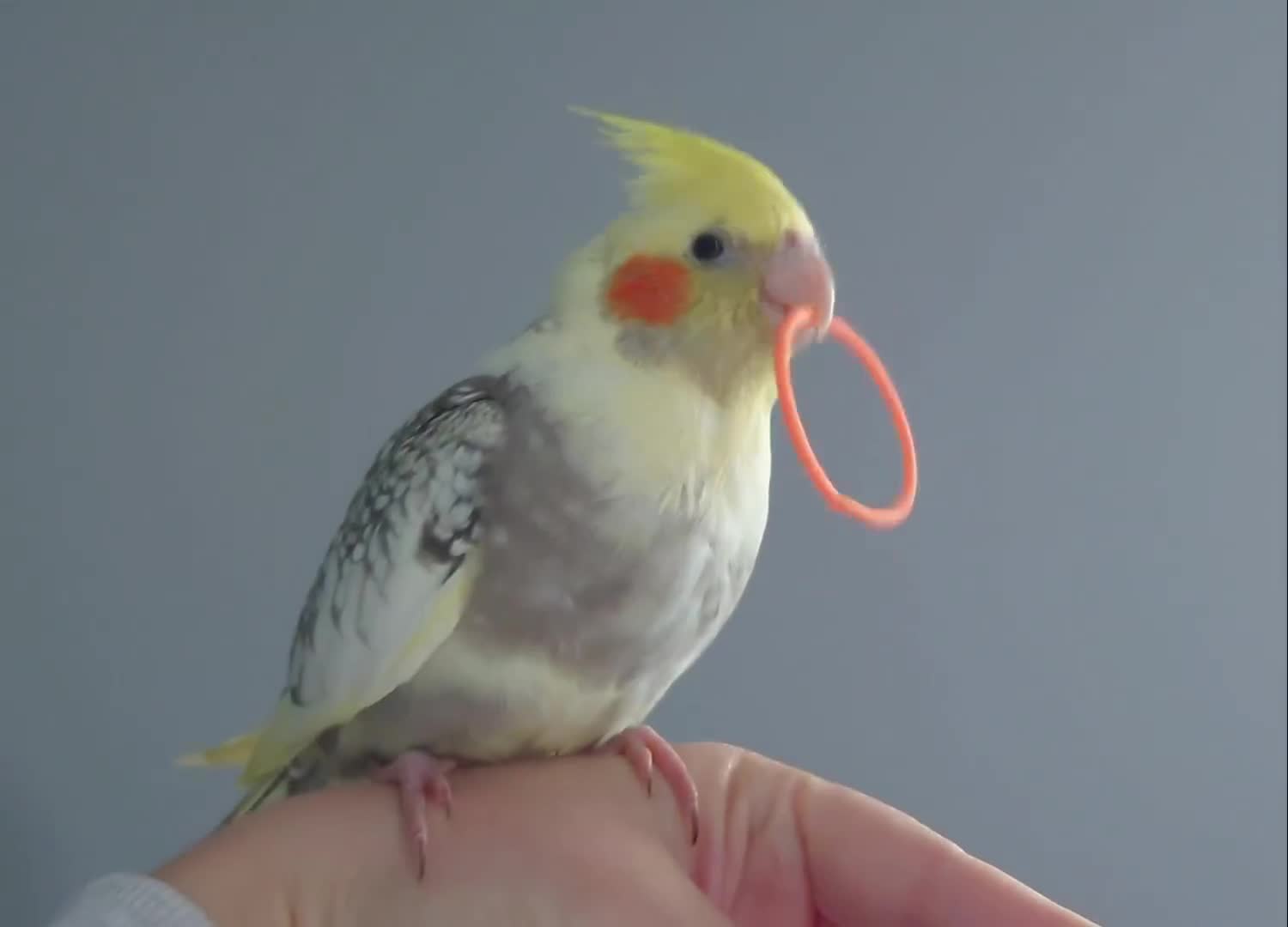 Cockatiels birds for sale: Hand reared silly tame DNA sexed baby cockatiels  - Video 2