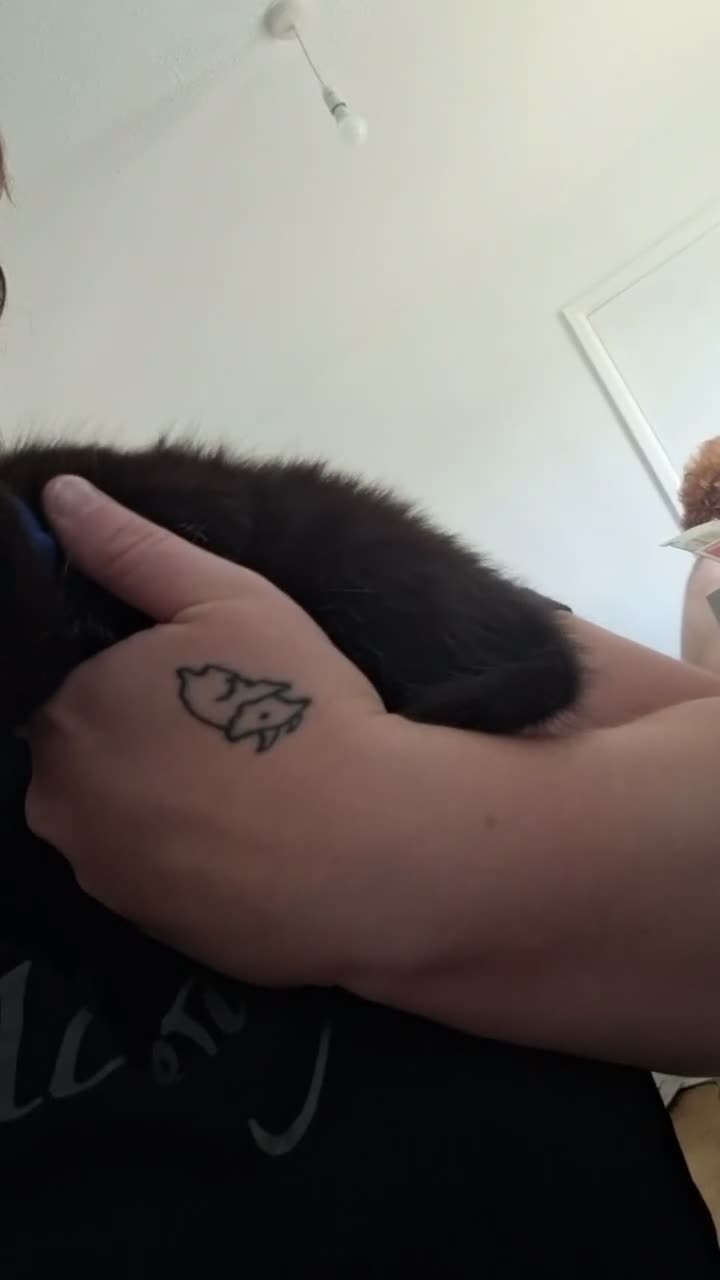 Mixed Breed cats for sale: male kitten - Video 3