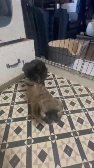 Shih Tzu dogs for sale: Three Puppies for sale in Peterborough - Video 1