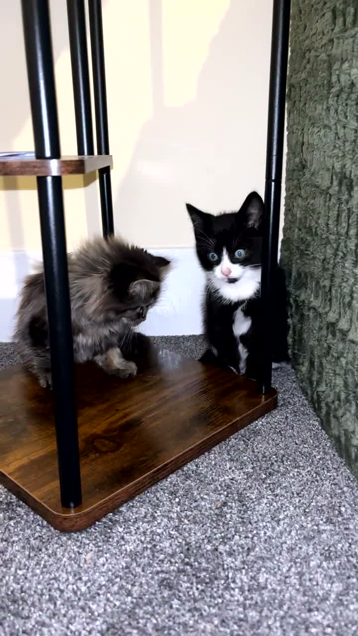 Mixed Breed cats for sale: Tuxedo kitten  - Video 4