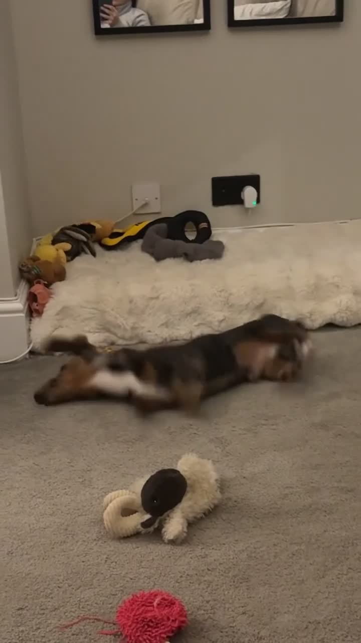 Miniature Dachshund dogs for stud: Grey Dapple Stub available  in Burton-on-Trent - Video 1