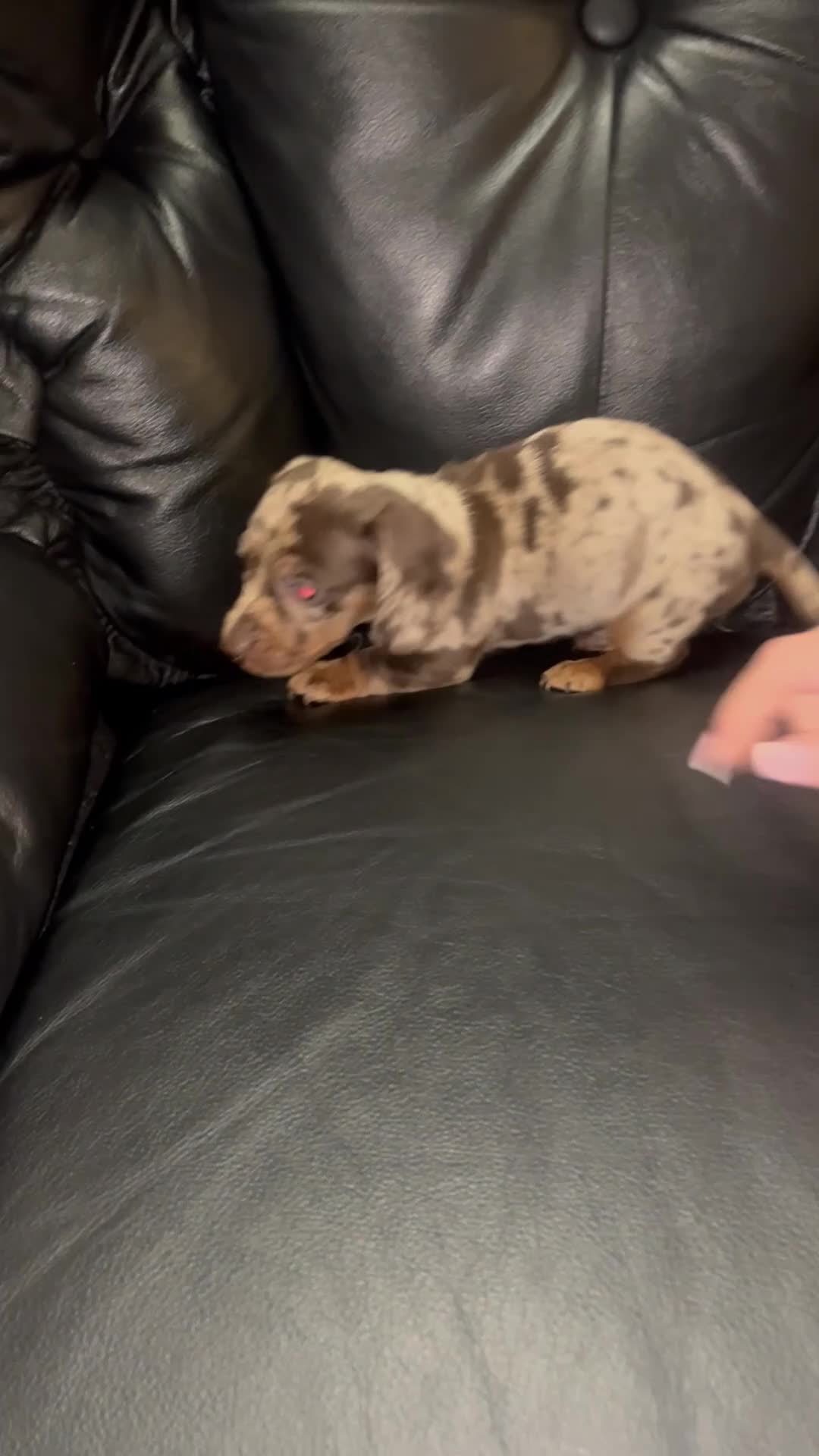 Miniature Dachshund dogs for sale: Miniature dachshund puppies - Video 1