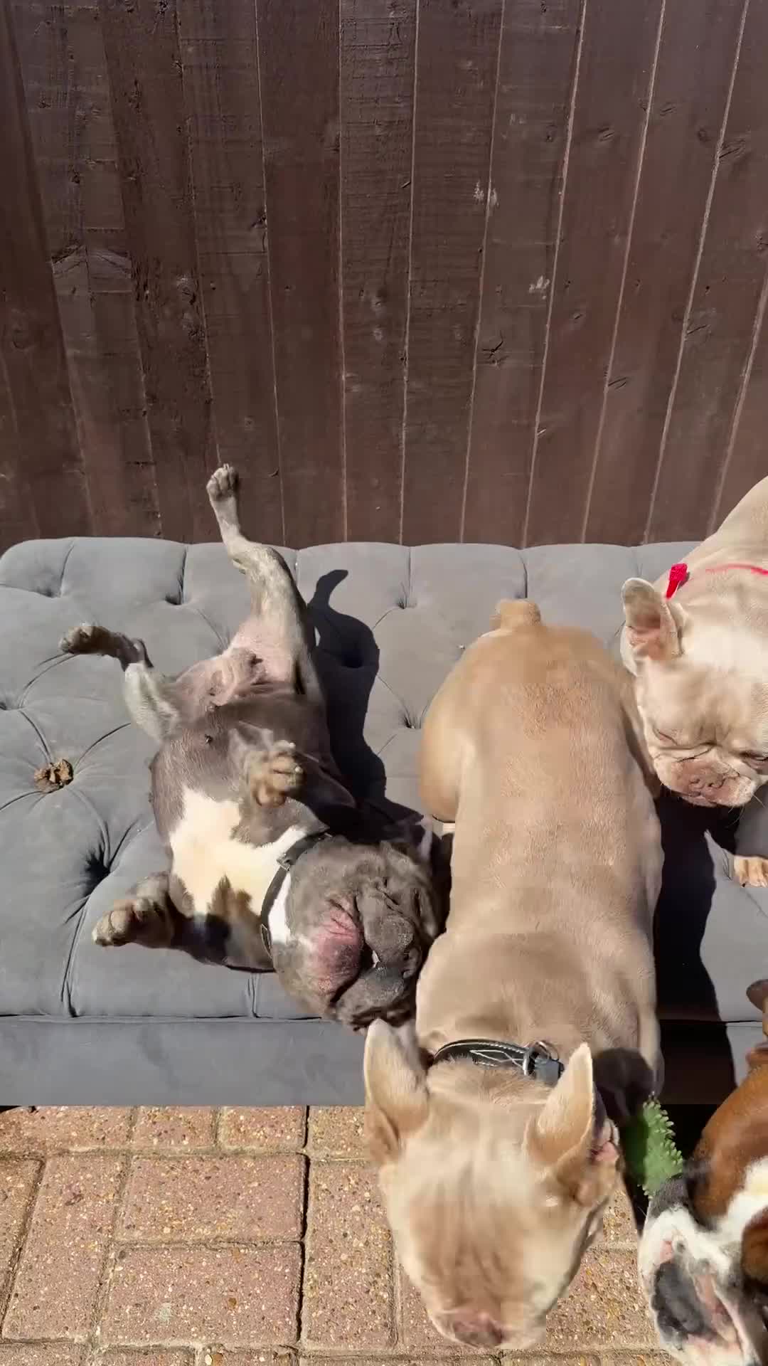 French Bulldog dogs for sale: New Shade french bulldog adult  - Video 1