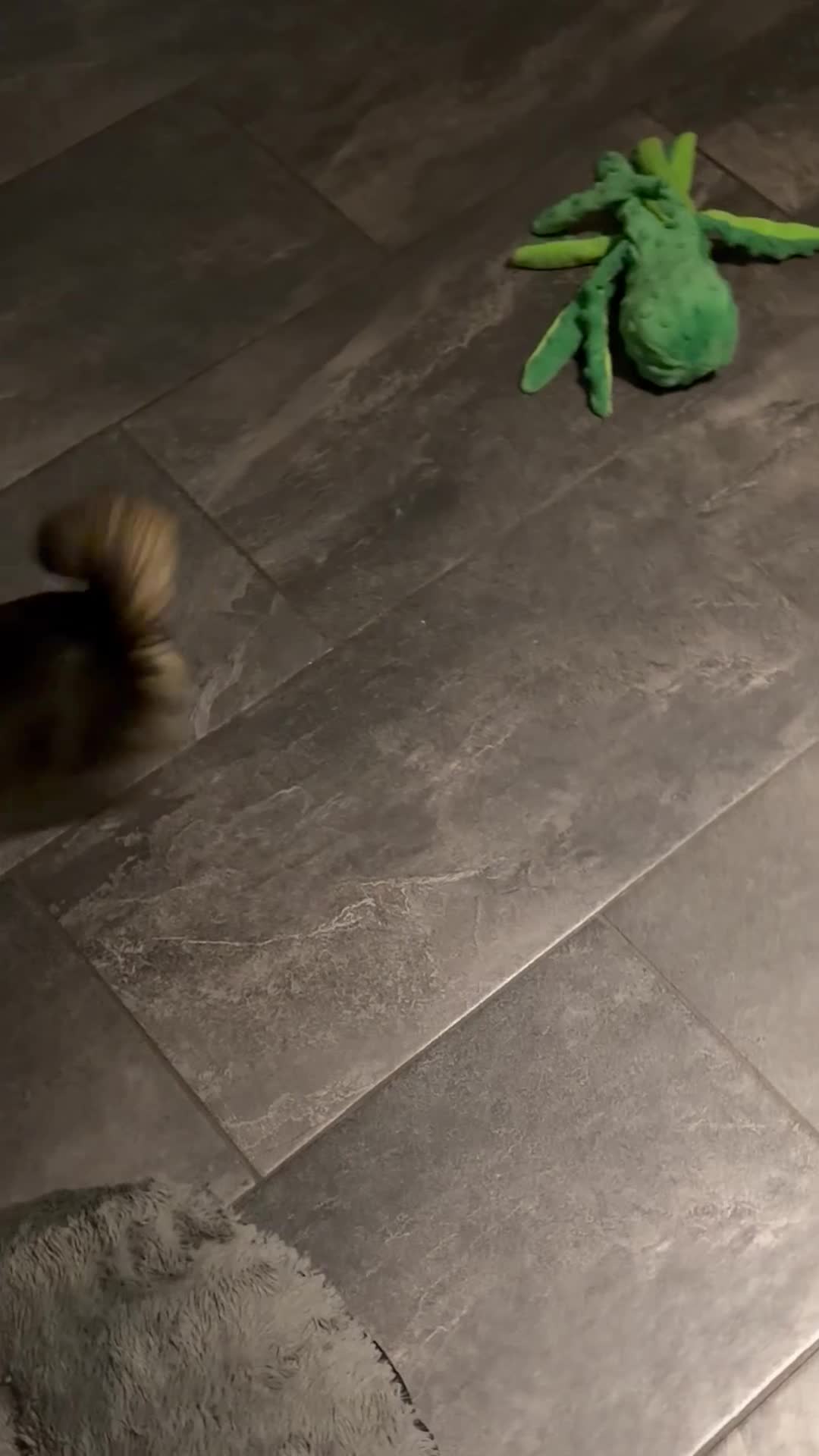 Chihuahua dogs for sale: Long haired female chihuahua - Video 1