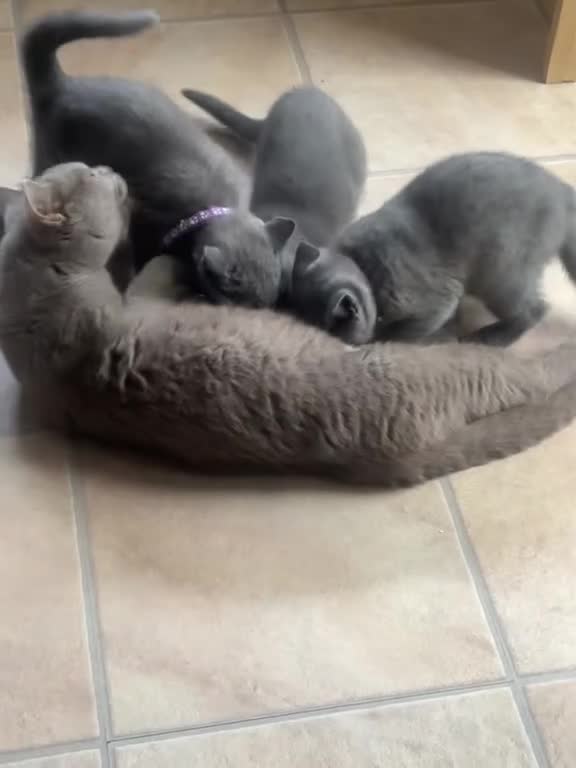 British Shorthair cats for sale: 2 British Shorthair Kittens vaccinated&microc - Video 2