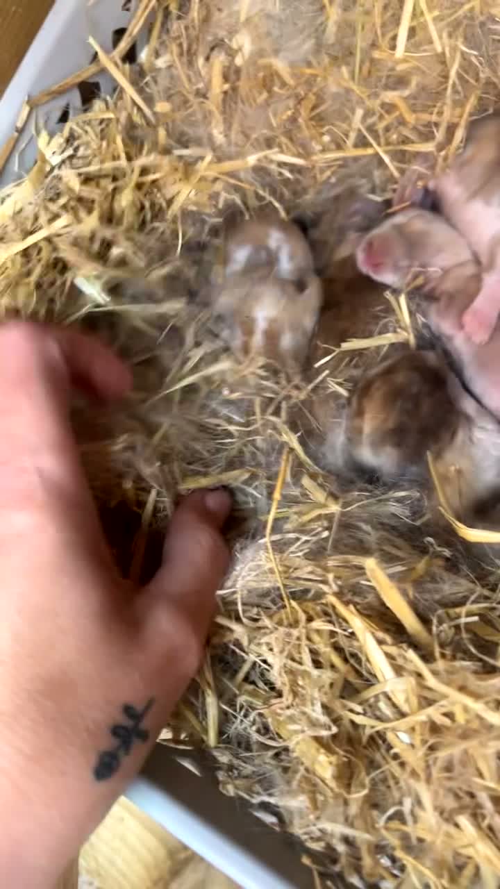 Mini Lop rabbits for sale: Beautiful giant French-mini lops  - Video 1
