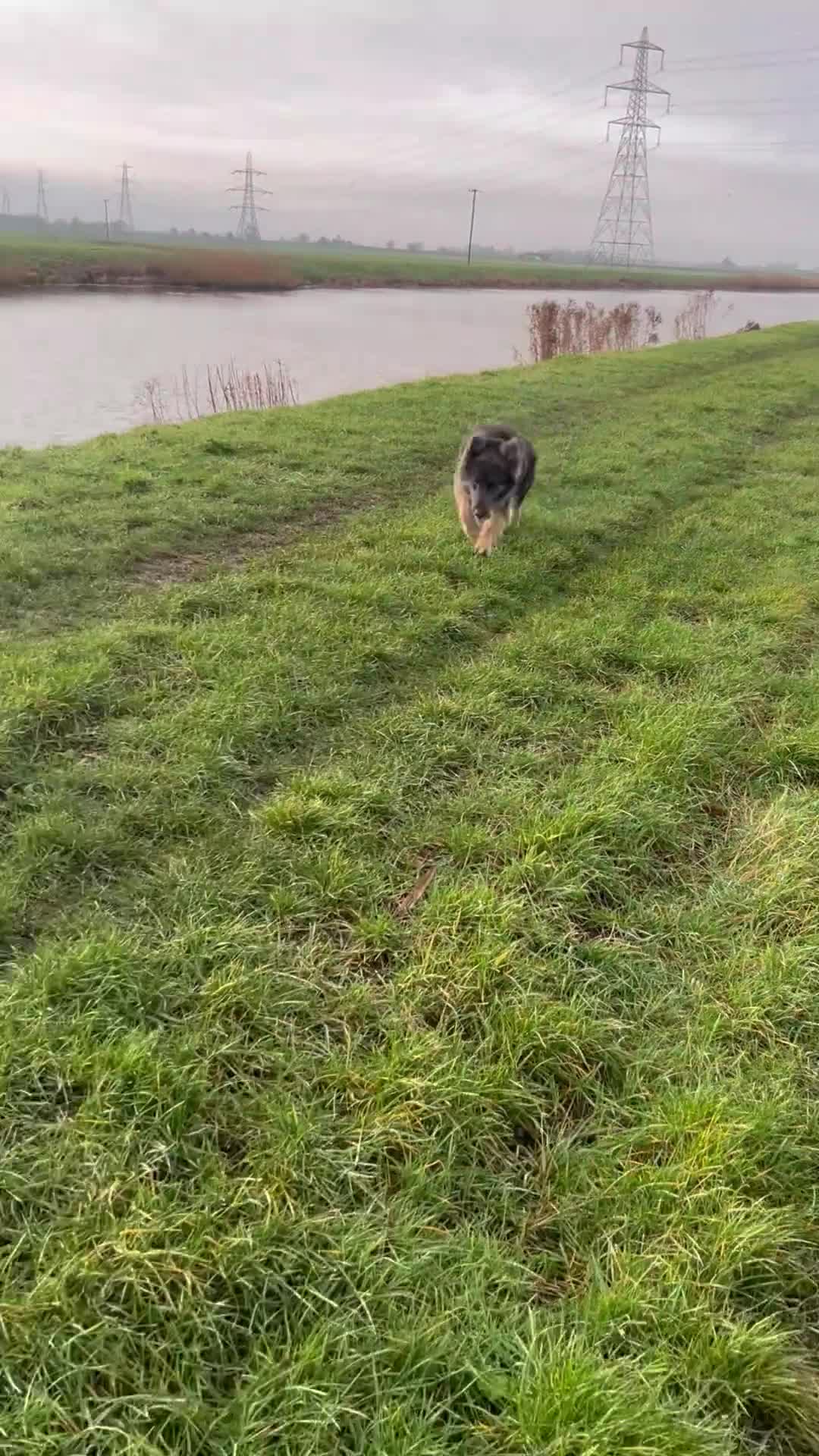 German Shepherd dogs for sale: Mia ~ Beautiful German shepherd  - Video 2