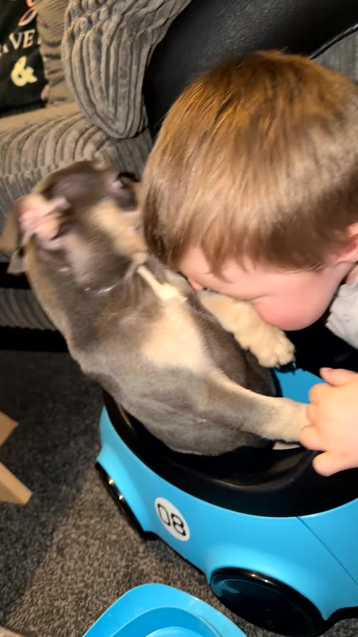 French Bulldog dogs for sale: 16 weeks old French bulldog  - Video 1