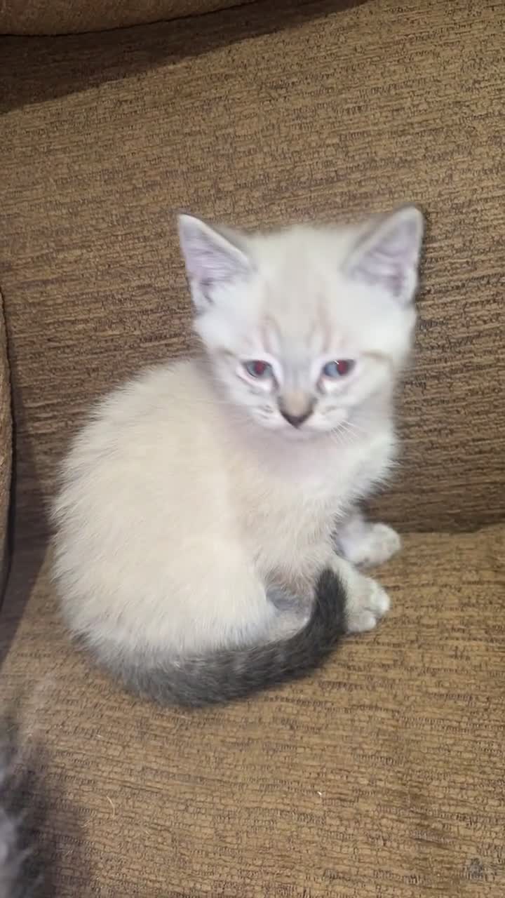 Mixed Breed cats for sale: 3 beautiful kittens for sale  in Oxford - Video 1