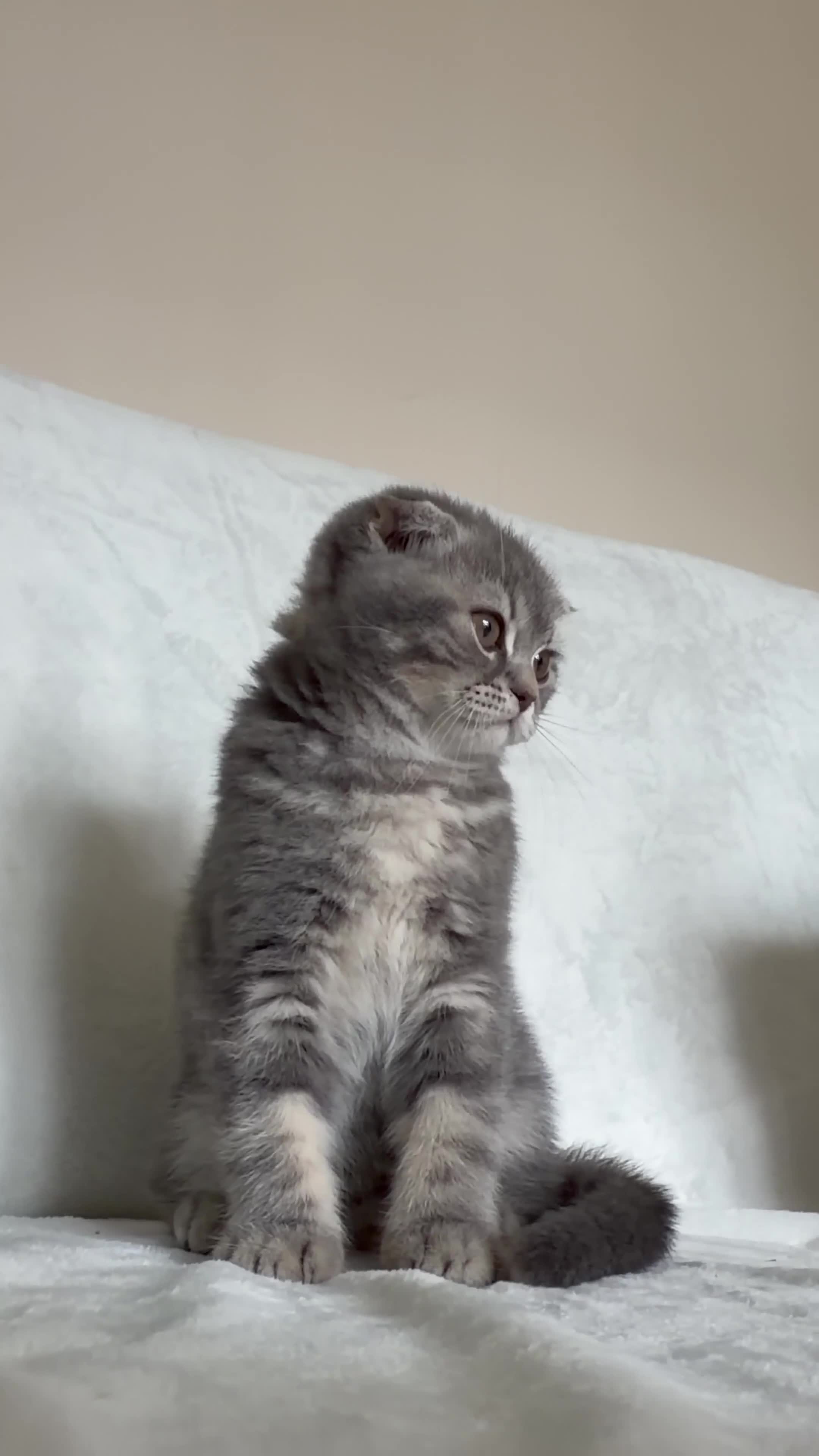 Scottish Fold cats for sale: Scottish fold kittens  - Video 2