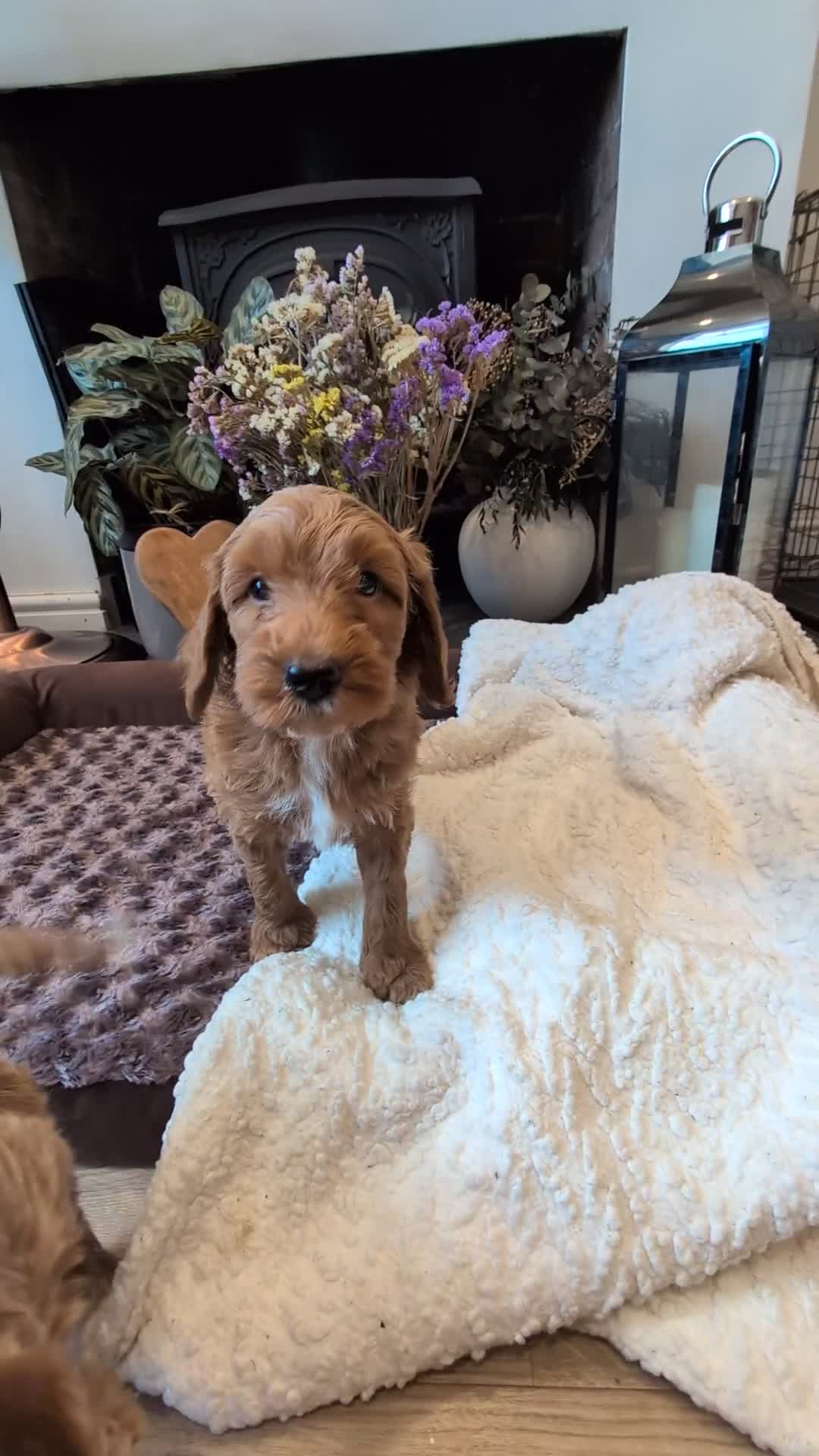 Australian Labradoodle dogs for sale: Mini Australian labradoodles, DNA health tested. - Video 2
