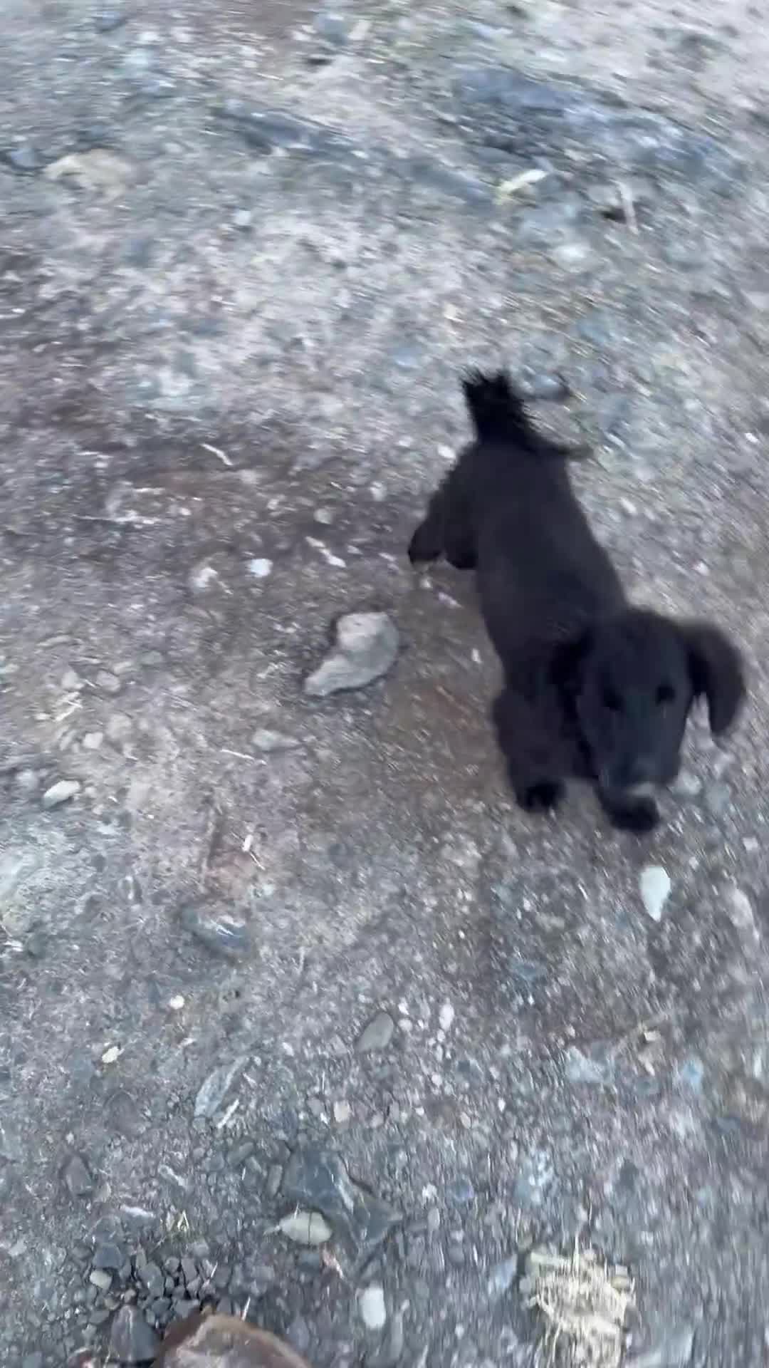 Mixed Breed dogs for sale: Corgipoo 🐾🐶 - Video 2