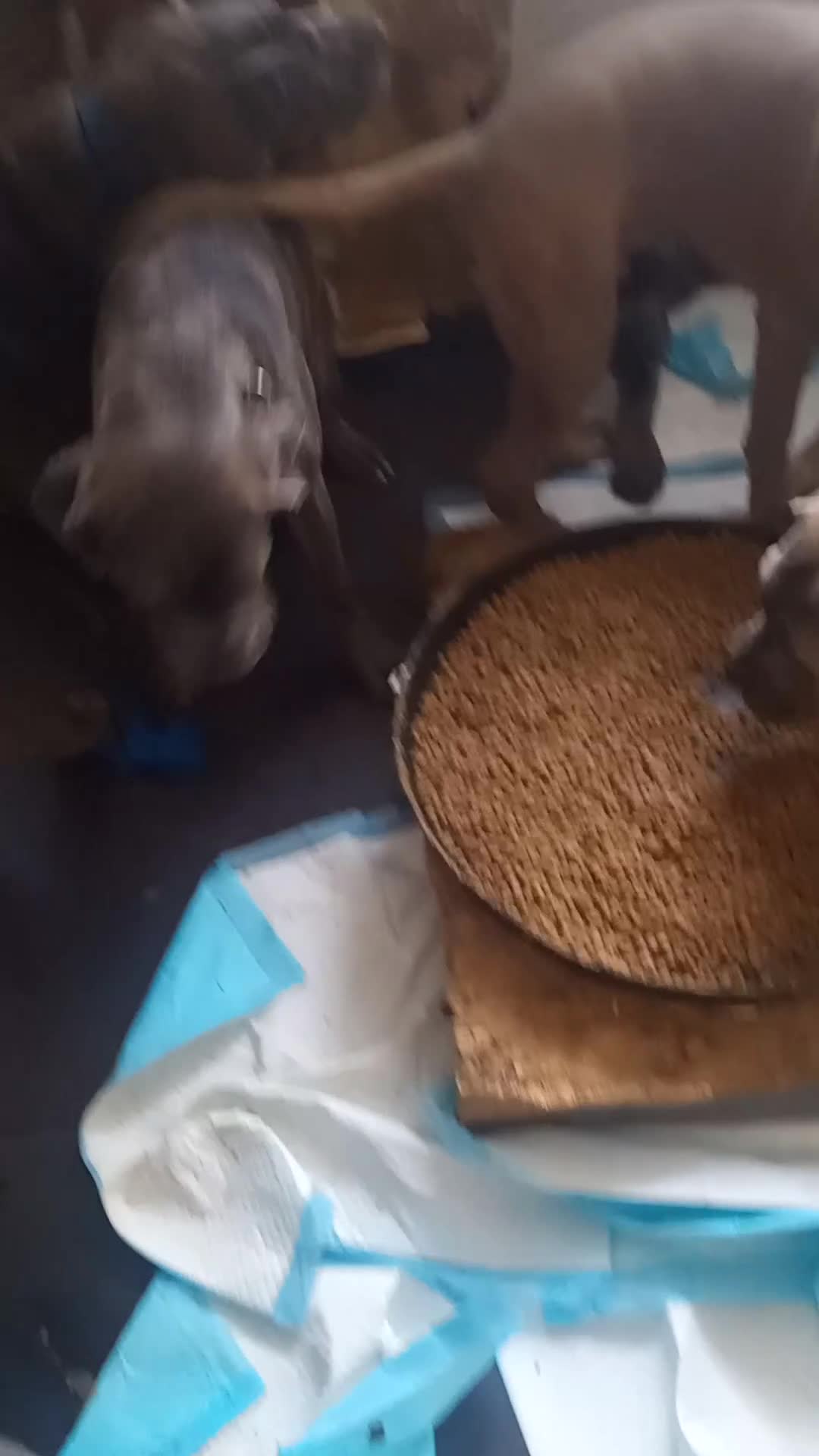 Cane Corso dogs for sale: Cane Corso puppy the best gard dog  in Edinburgh - Video 1