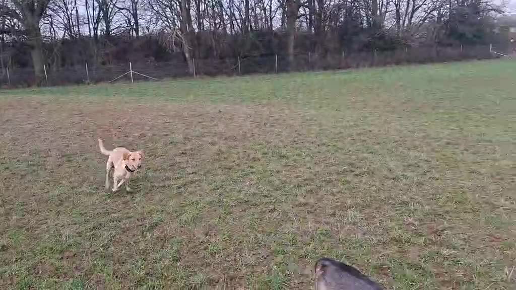 Mixed Breed dogs for adoption: Lily - 2 year old, possibly Lab Mix Girl in Peacehaven - Video 2