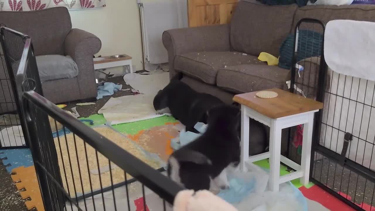 Mixed Breed dogs for sale: Husky x Malamute\English Bulldog - Video 1