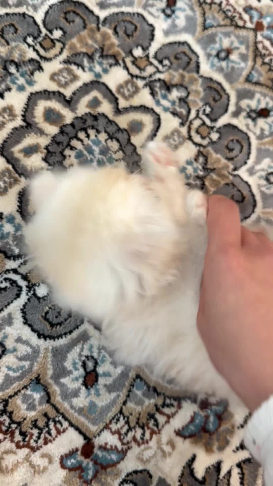 Persian cats for sale: 3 months old Persian kitten  in London - Video 1
