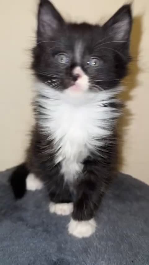 Ragdoll cats for sale: 4 male kittens for rehoming  - Video 4