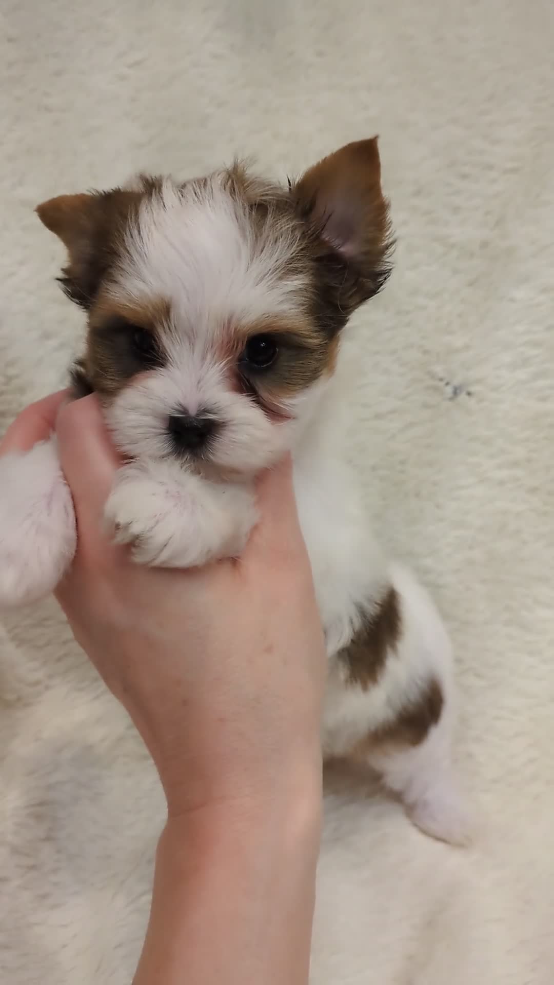 Yorkshire Terrier dogs for sale: Tiny Beautiful Girl 🩷& very Cute Boy💙available  - Video 2