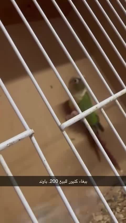 Parrots birds for sale: اثنان من كونور للبيع في حالة جيدة200£جنيه إسترليني - Video 1