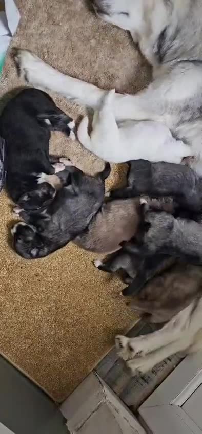 Siberian Husky dogs for sale: Wooly Siberian Husky - Video 1