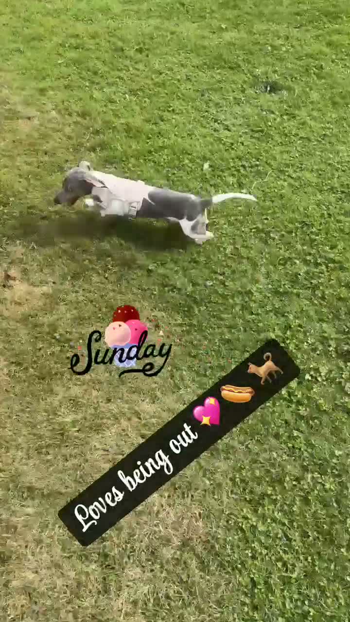 Dachshund dogs for sale: 7 month old Dashound - Video 1