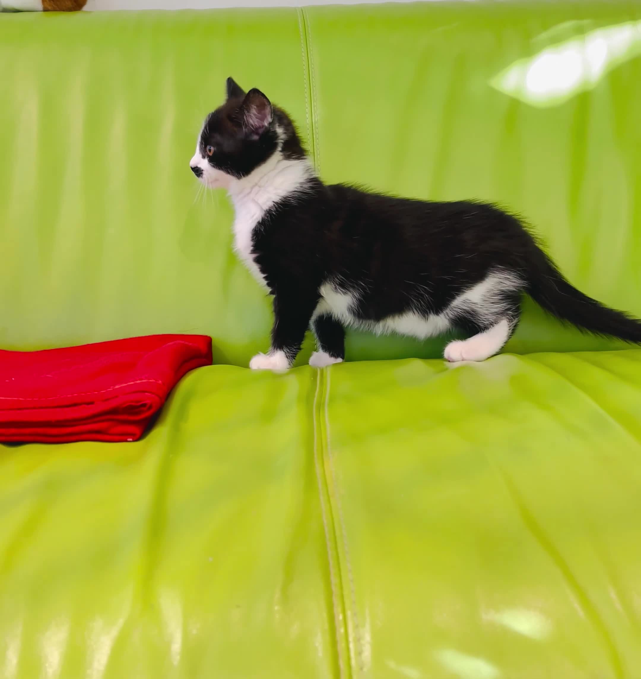 Mixed Breed cats for sale: Beautiful ,clever ,healthy village Kittens - Video 1