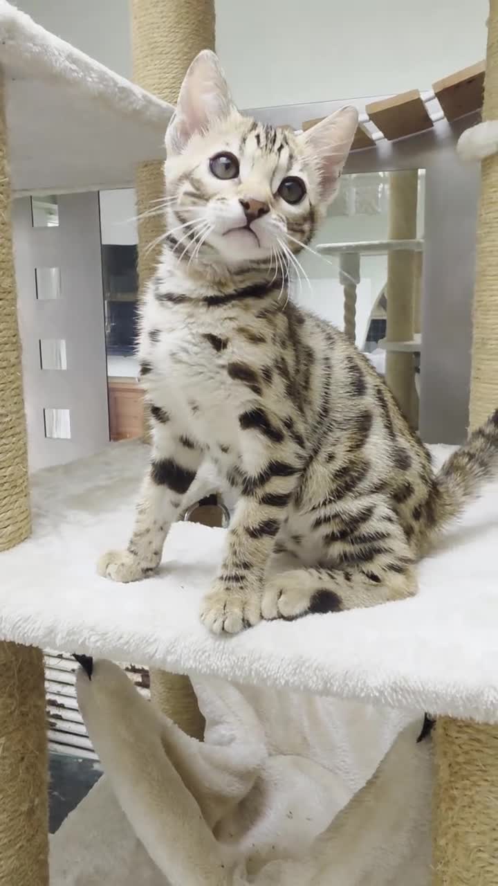 Bengal cats for sale: TICA REGISTERED BROWN ROSETTED BENGAL KITTENS  - Video 2