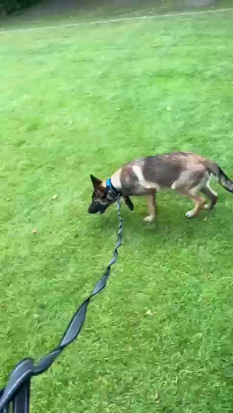 German Shepherd dogs for stud: Belgian malinois cross German shepherd - Video 1