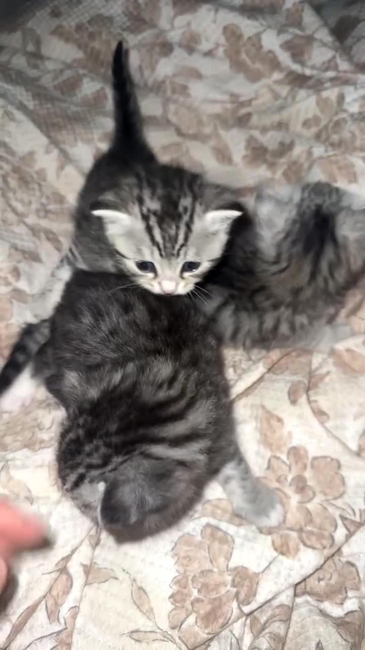 British Shorthair cats for sale: Beautiful lilac British shorthair X kittens - Video 1