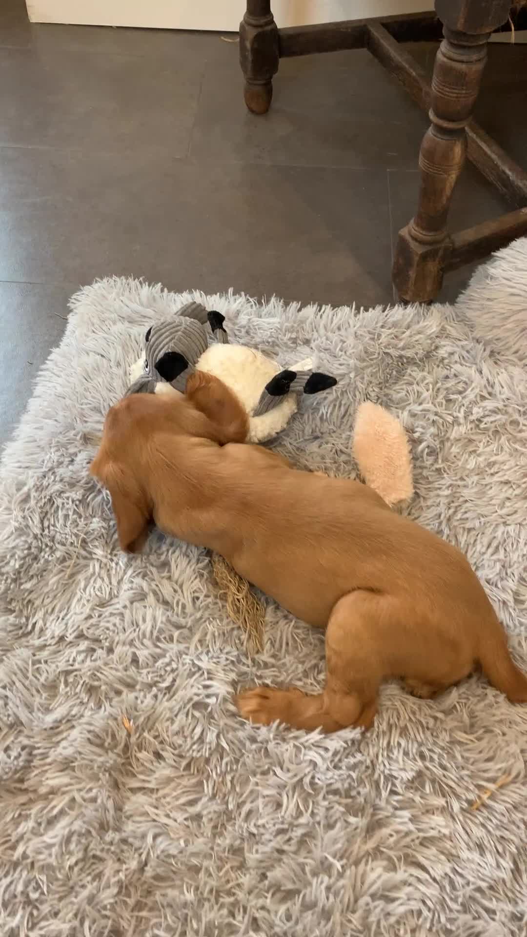 Cocker Spaniel dogs for sale: K.C REGISTERED COCKER SPANIEL PUPPIES - Video 3
