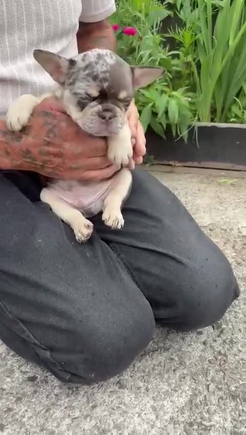 French Bulldog dogs for sale: French Bulldog puppies  - Video 2