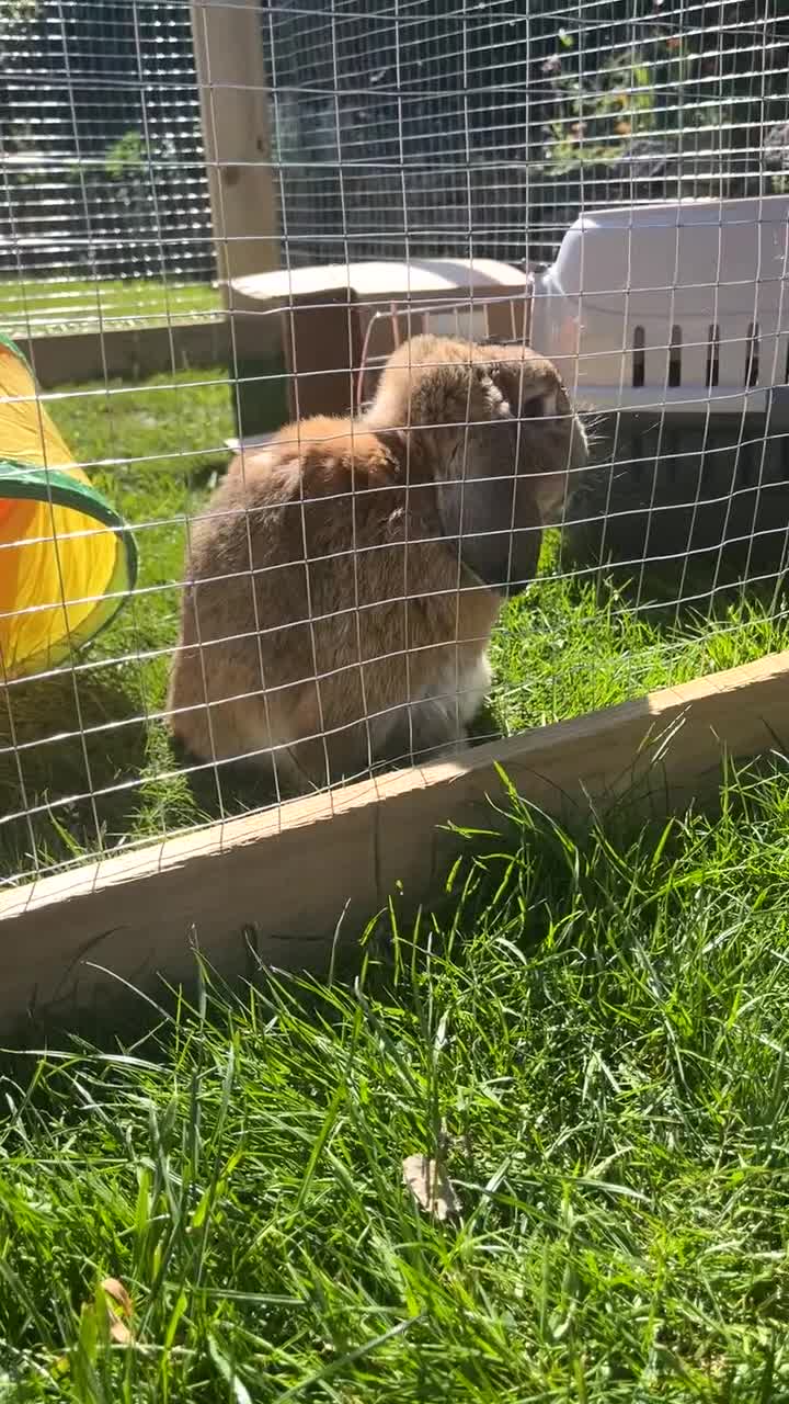 Dwarf Lop rabbits for sale: Rabbit to go to a good home - Video 1