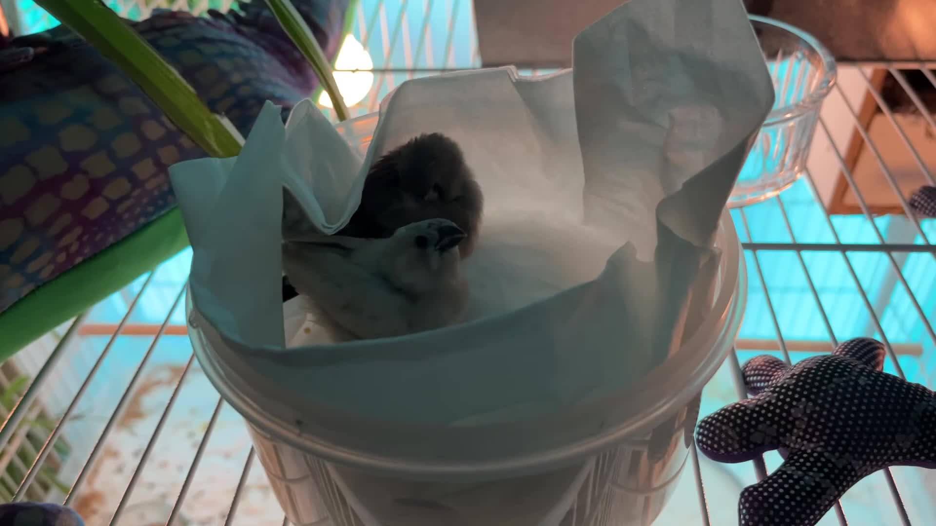 Finches birds for sale: Zebra Finch baby for sale - Video 1
