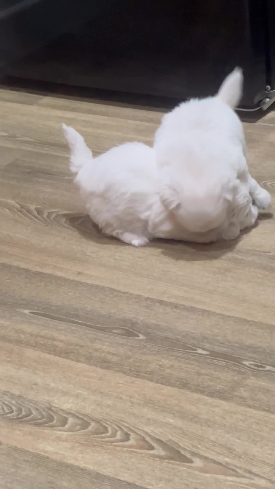 Pekingese dogs for sale: Lovely Pekingese Puppies  in Northampton - Video 1