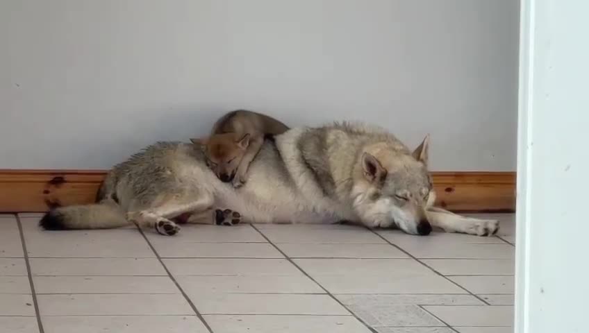 Saarloos Wolfdog dogs for sale: Rare Wolfdog Pups - Socialised & Highly Trainable - Video 4
