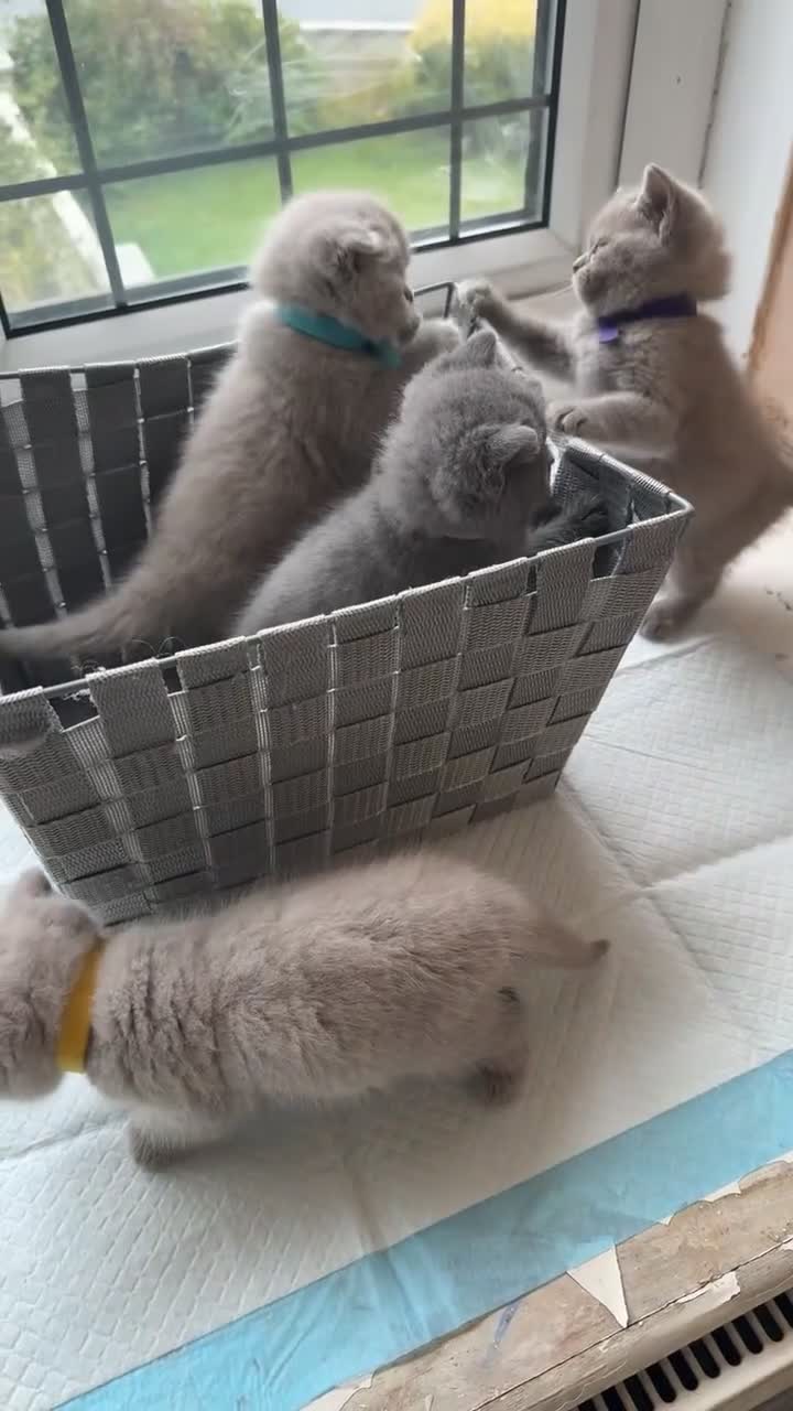 British Shorthair cats for sale: 🐾 Beautiful British Shorthair Kittens Ready Soon! - Video 3