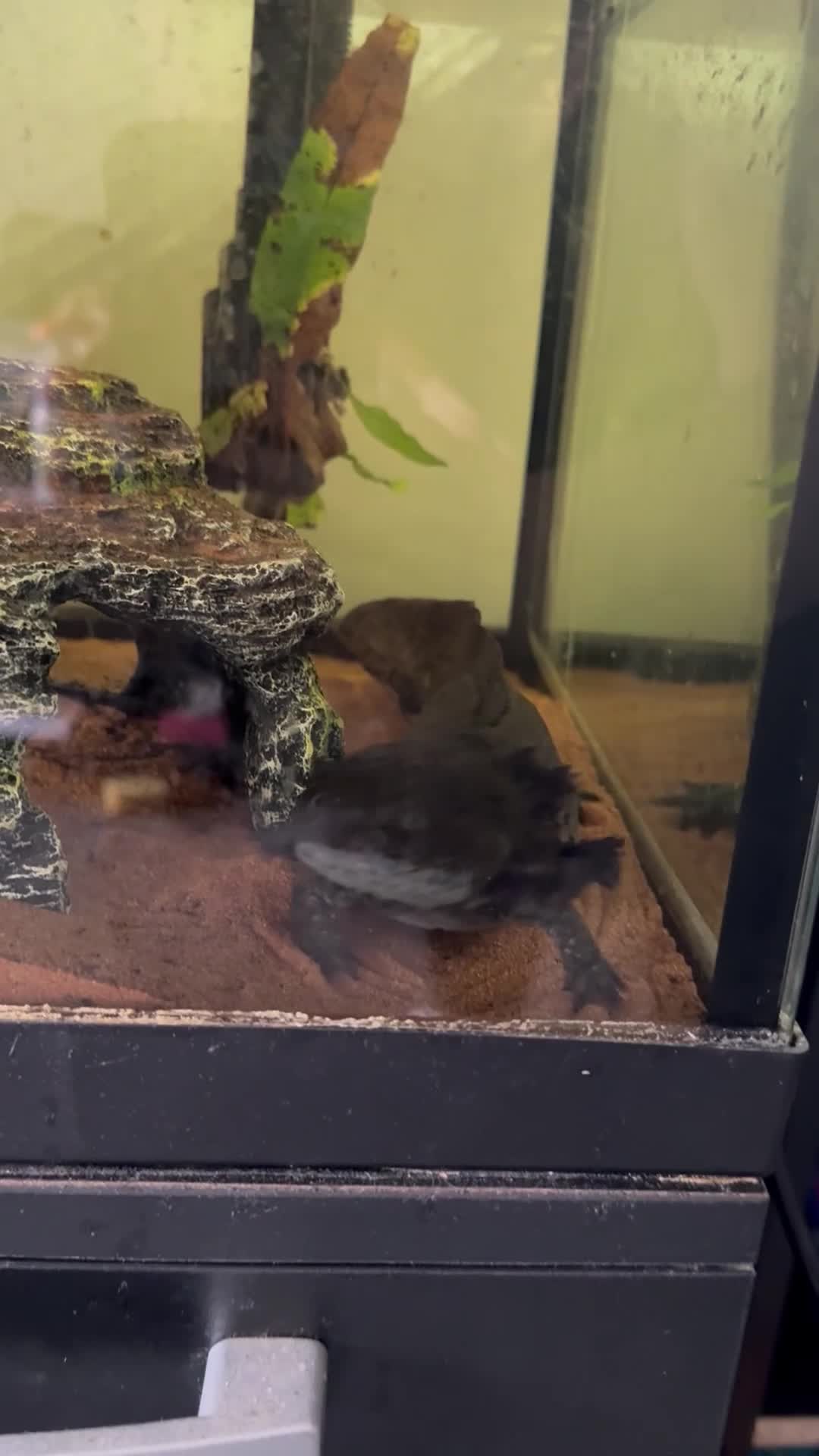 Axolotl reptiles for sale: Axolotl for Sale - Video 1