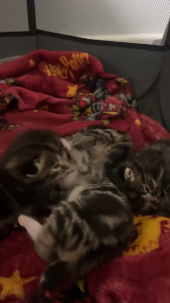 Mixed Breed cats for sale: Kittens for Sale  - Video 4