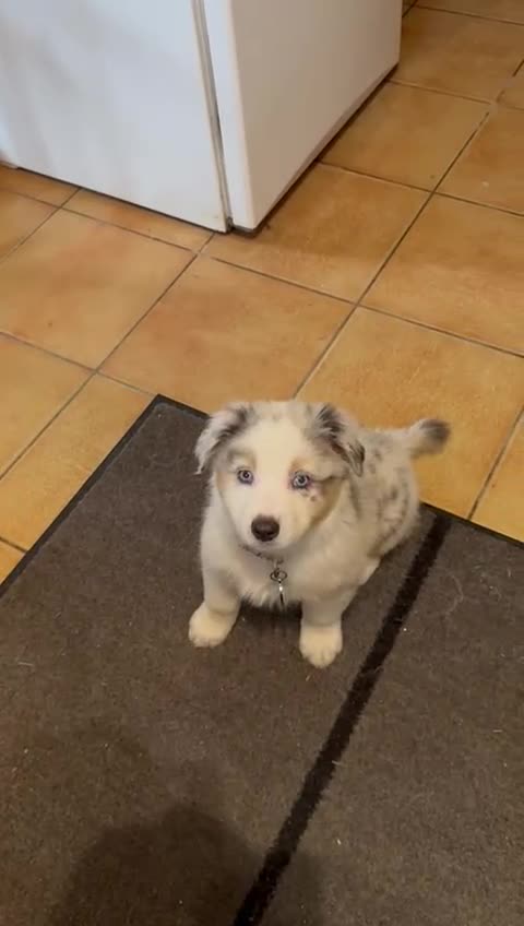 Australian Shepherd dogs for sale: Waiting list open for around **  - Video 3