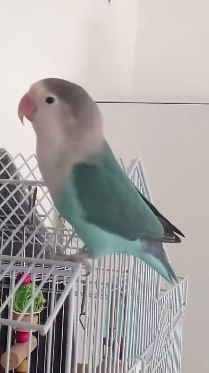 Lovebirds birds for sale: Turquoise Love Bird with a cage - Video 1