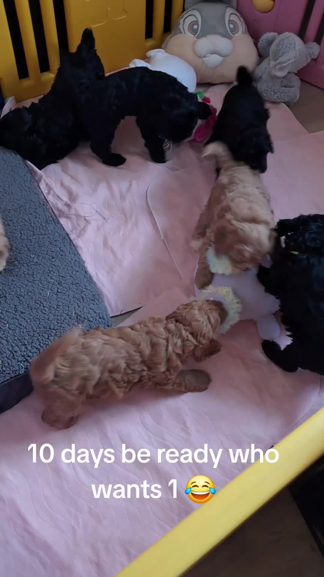 Cockapoo dogs for sale: F1 Cockerpoo's  - Video 1