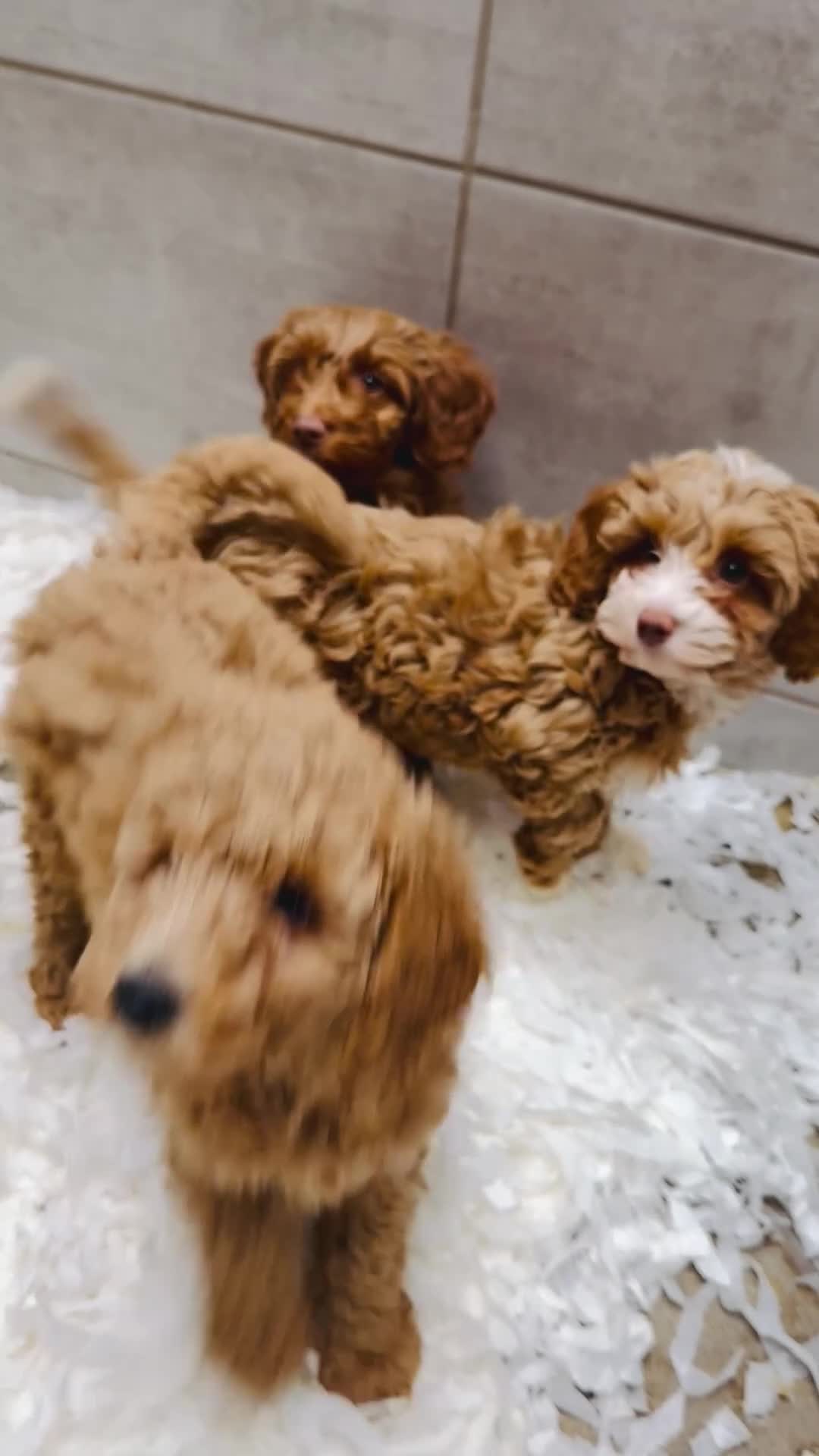 Cavachon dogs for sale: Stunning Cavapoochon Puppies licensed breeder  - Video 2