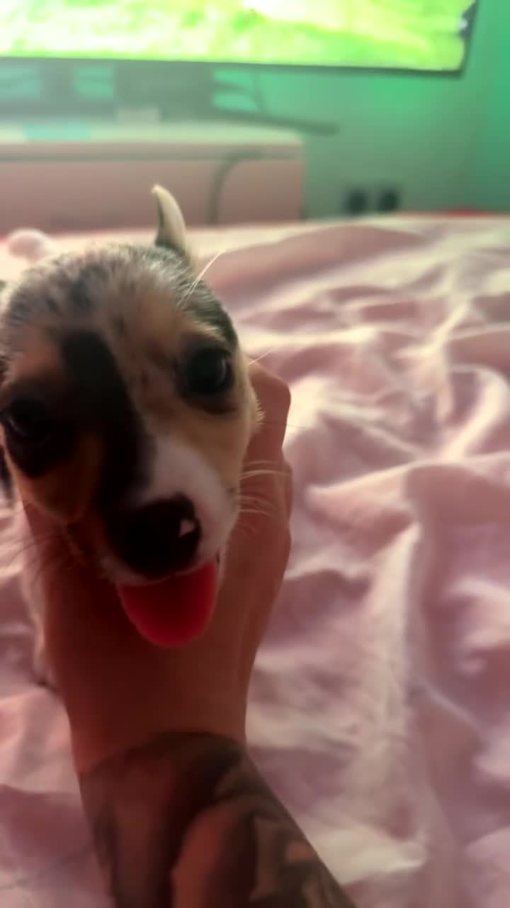 Jack Chi dogs for sale: 8 week male pup, chihuahua x jack  in Bristol - Video 3