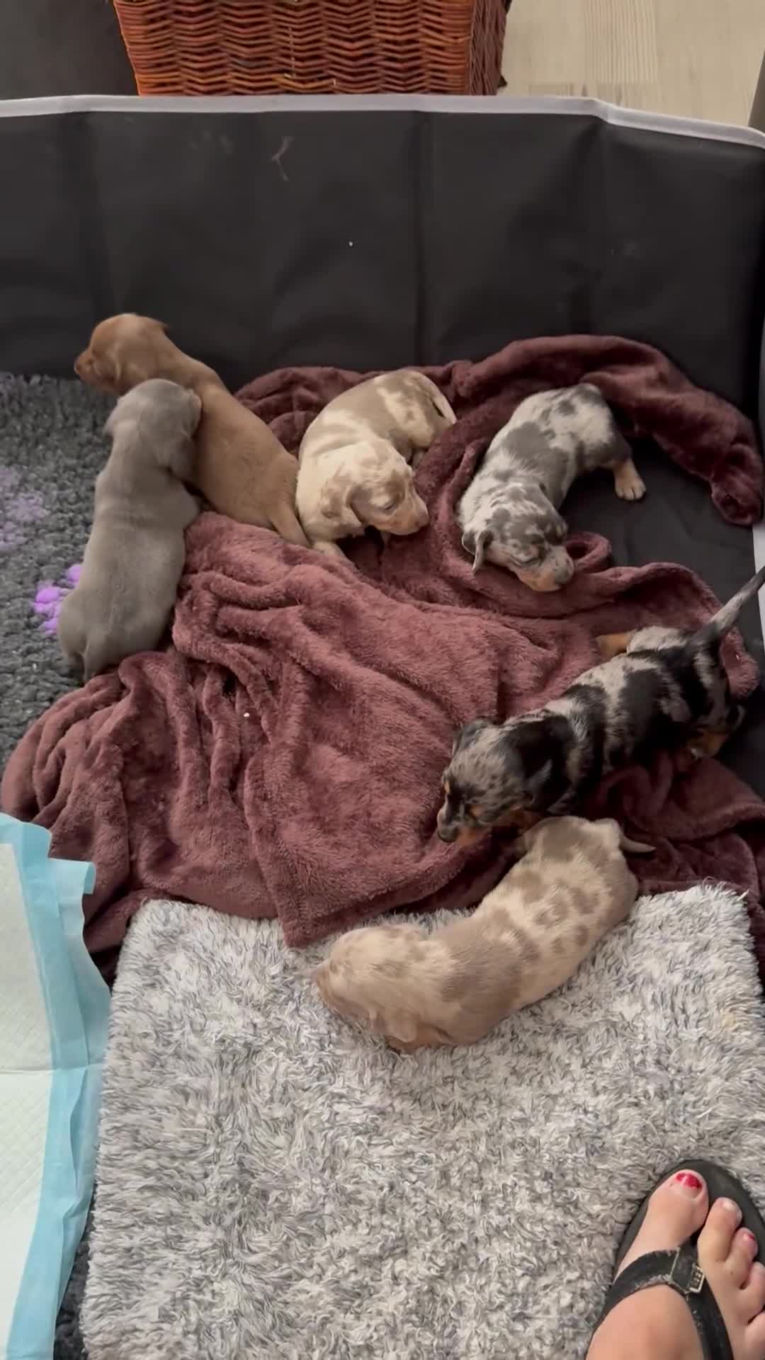 Miniature Dachshund dogs for sale: Miniature Daschunds - Video 3