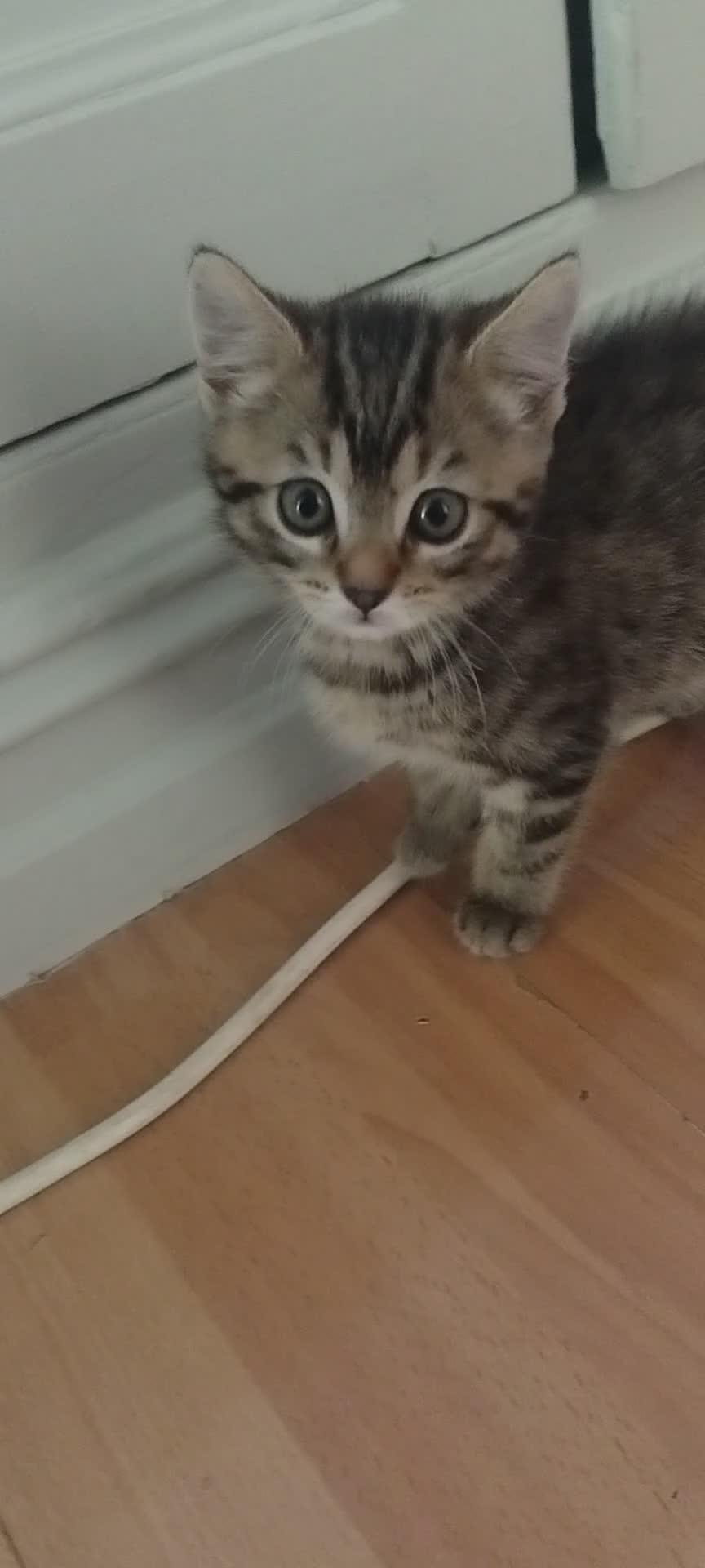 Mixed Breed cats for sale: 4 kittens  - Video 1